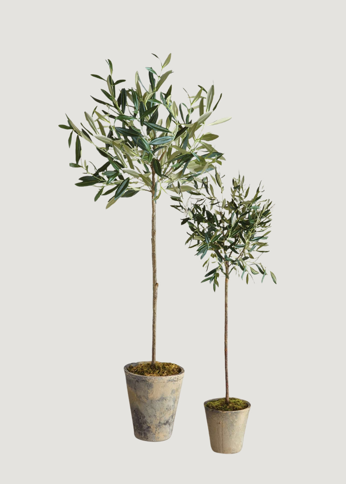 Two potted olive trees
