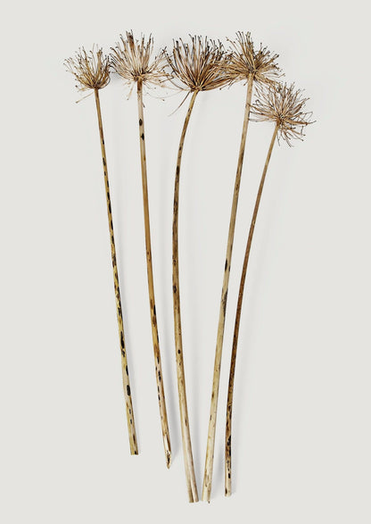 Afloral Natural Botanicals Dried Allium Flowers