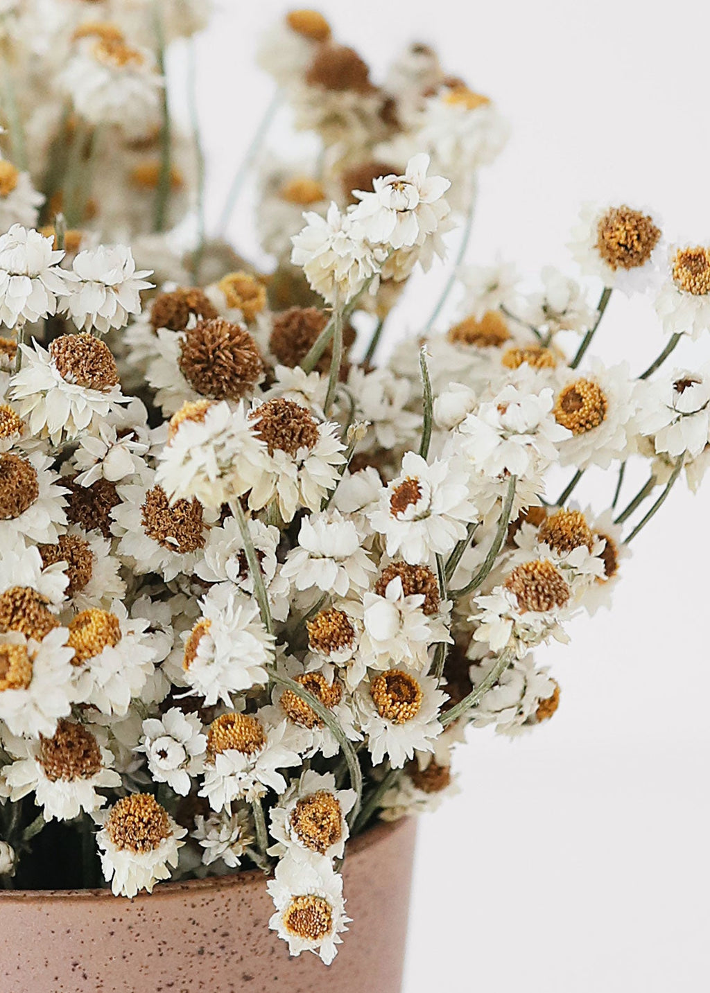 Close-up of dried ammobium flowers