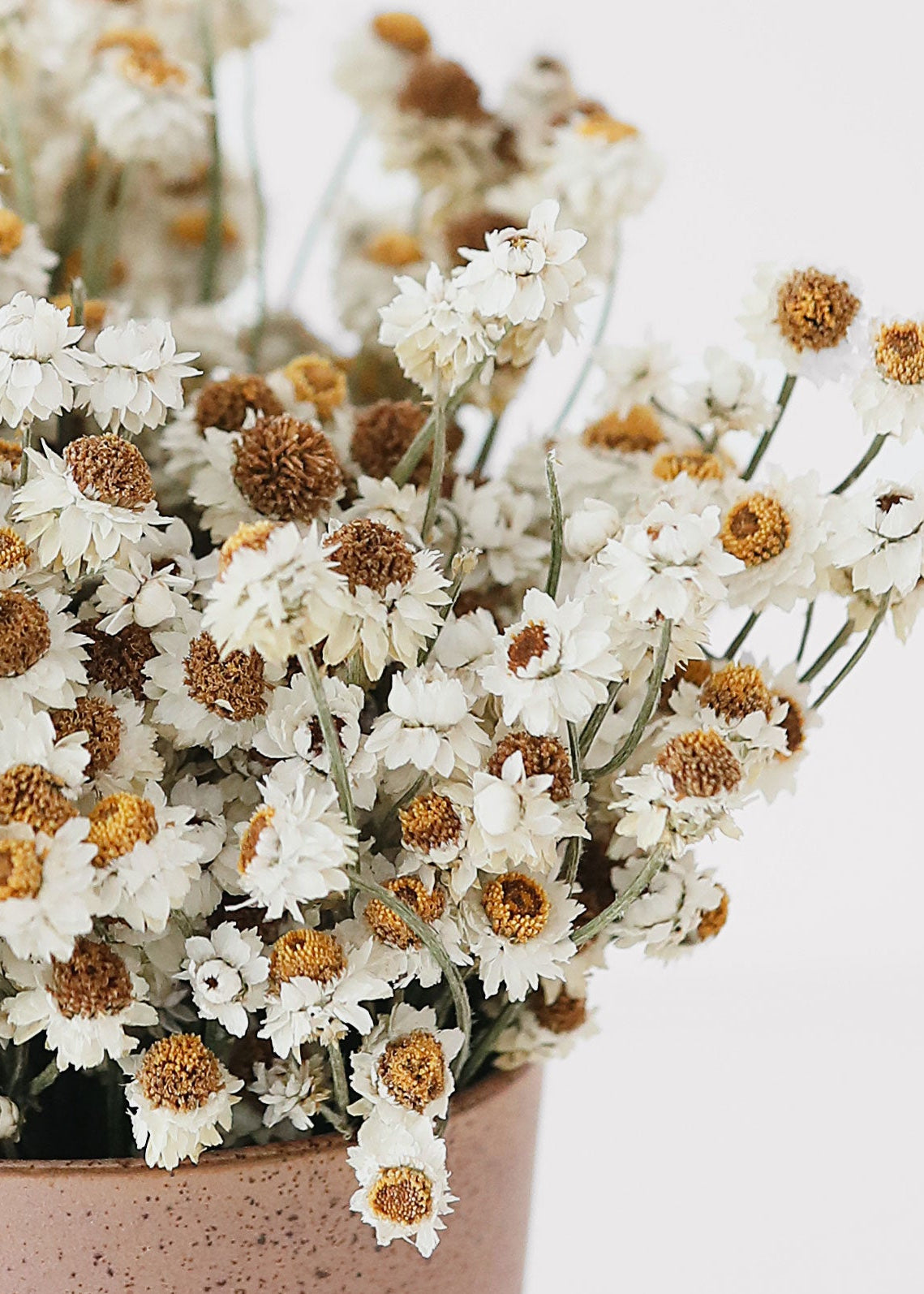 Close-up of dried ammobium flowers