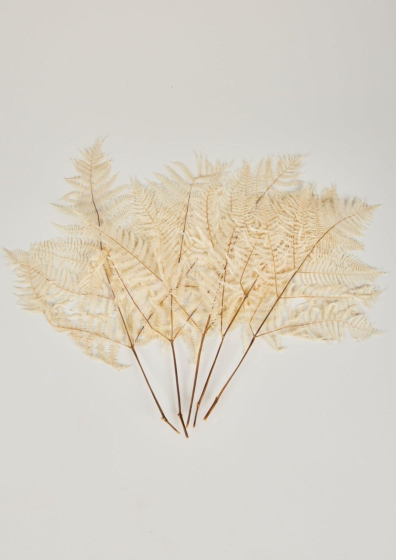 Dried Bracken Fern Leaf Bleached Bundle Shown Pulled Apart