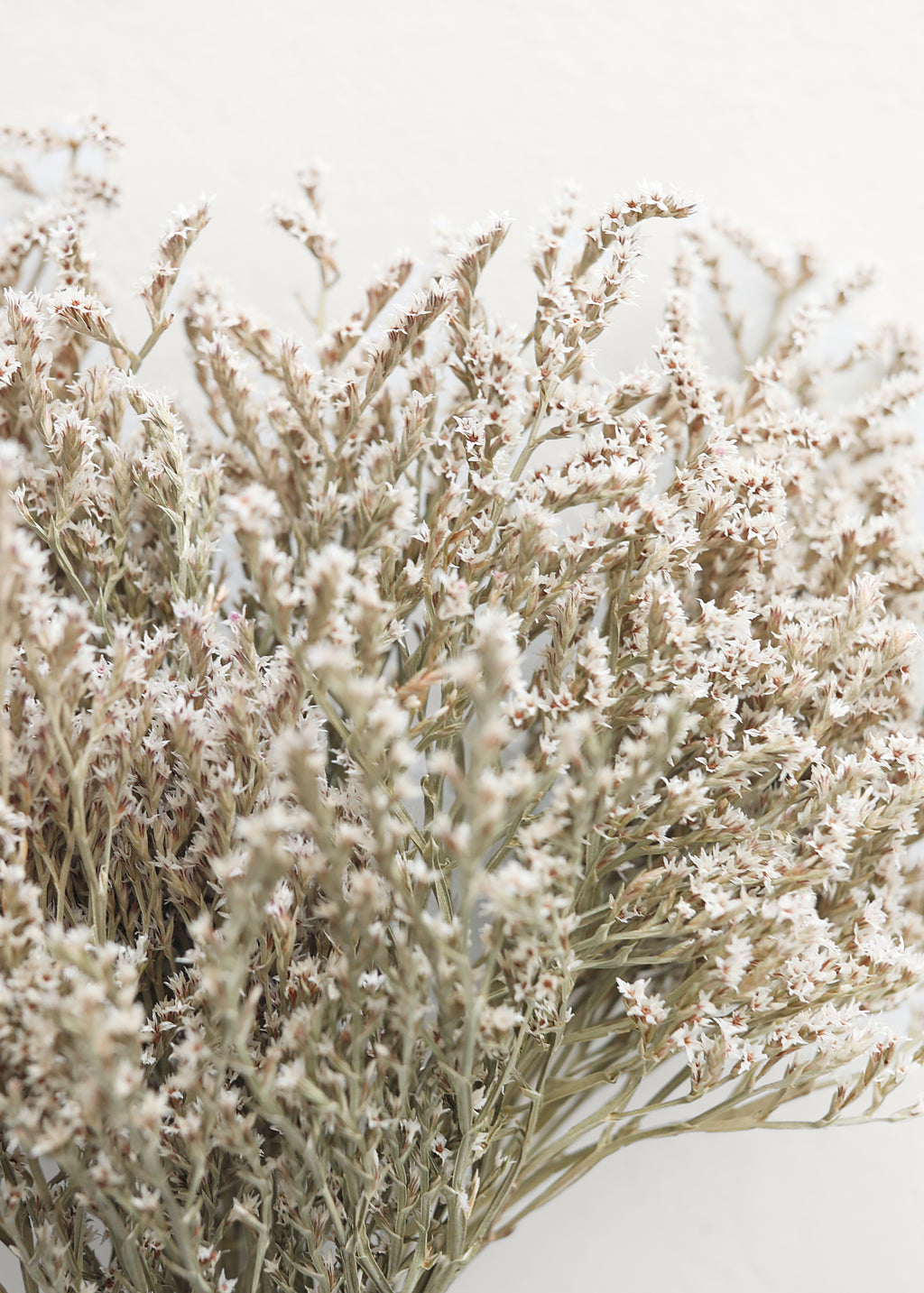Dried Statis Natural German Statice | Dried Flowers at Afloral.com