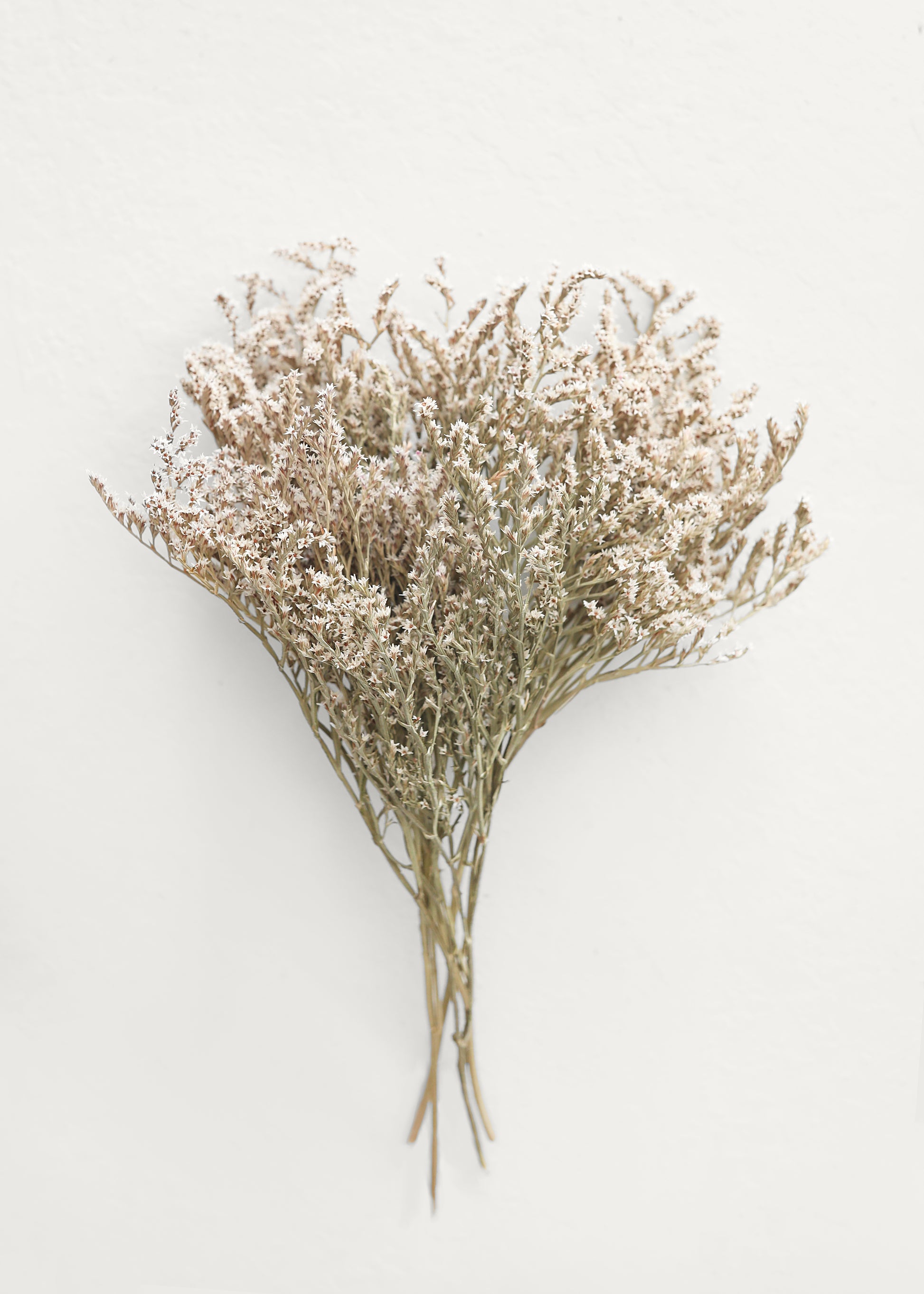 Dried Flowers German Statice in White at Afloral