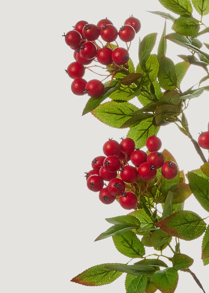 Close-up of red berry clusters
