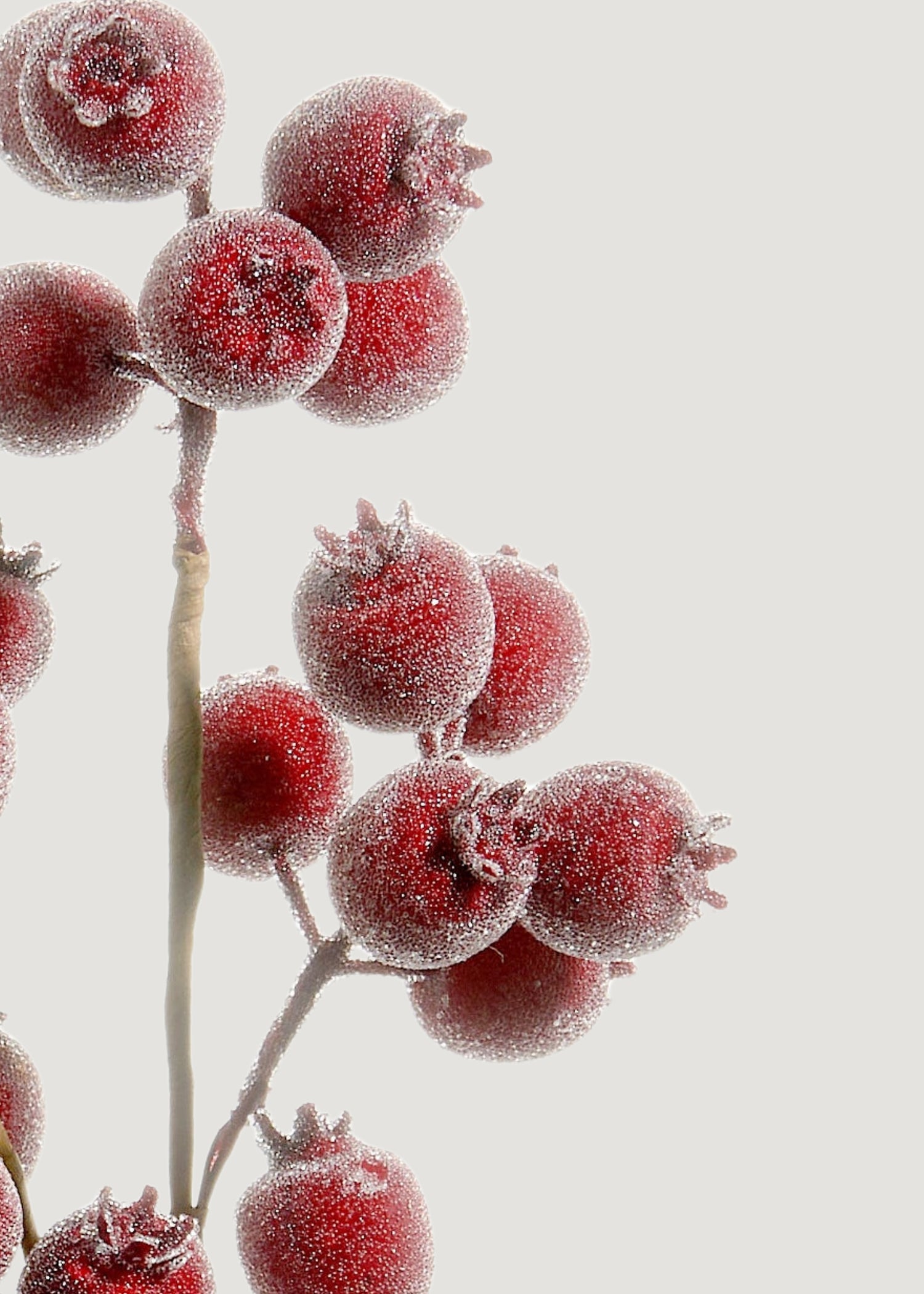 Close-up of Iced Burgundy Berry Branch