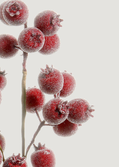 Close-up of Iced Burgundy Berry Branch