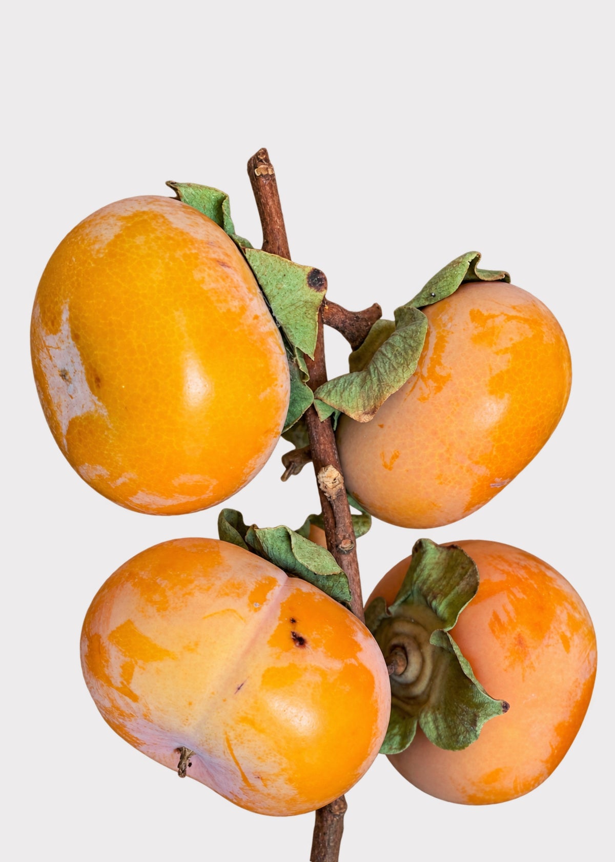 Fresh Persimmon Fruit Branches