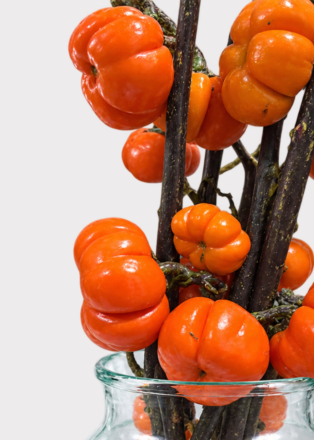 Fresh Pumpkin Tree Branches