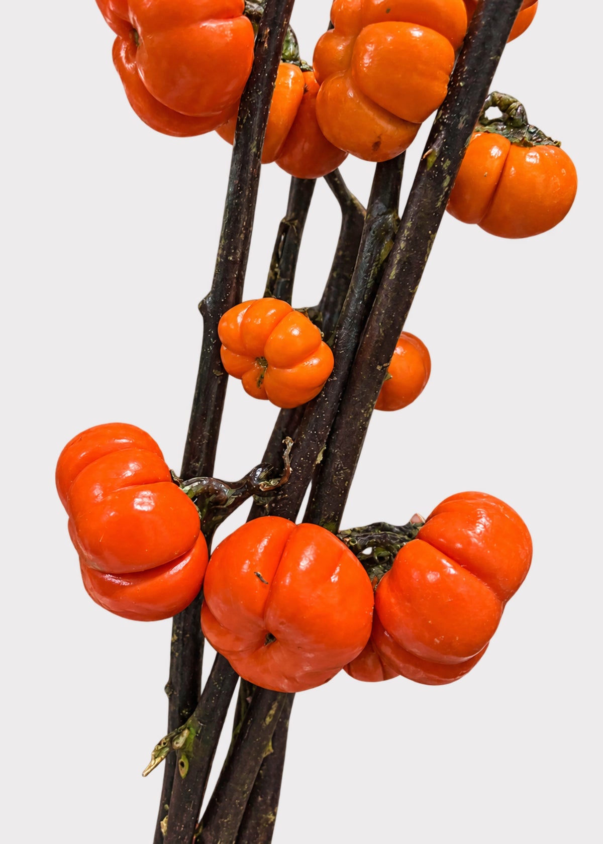 Fresh Pumpkin Tree Branches in Orange 