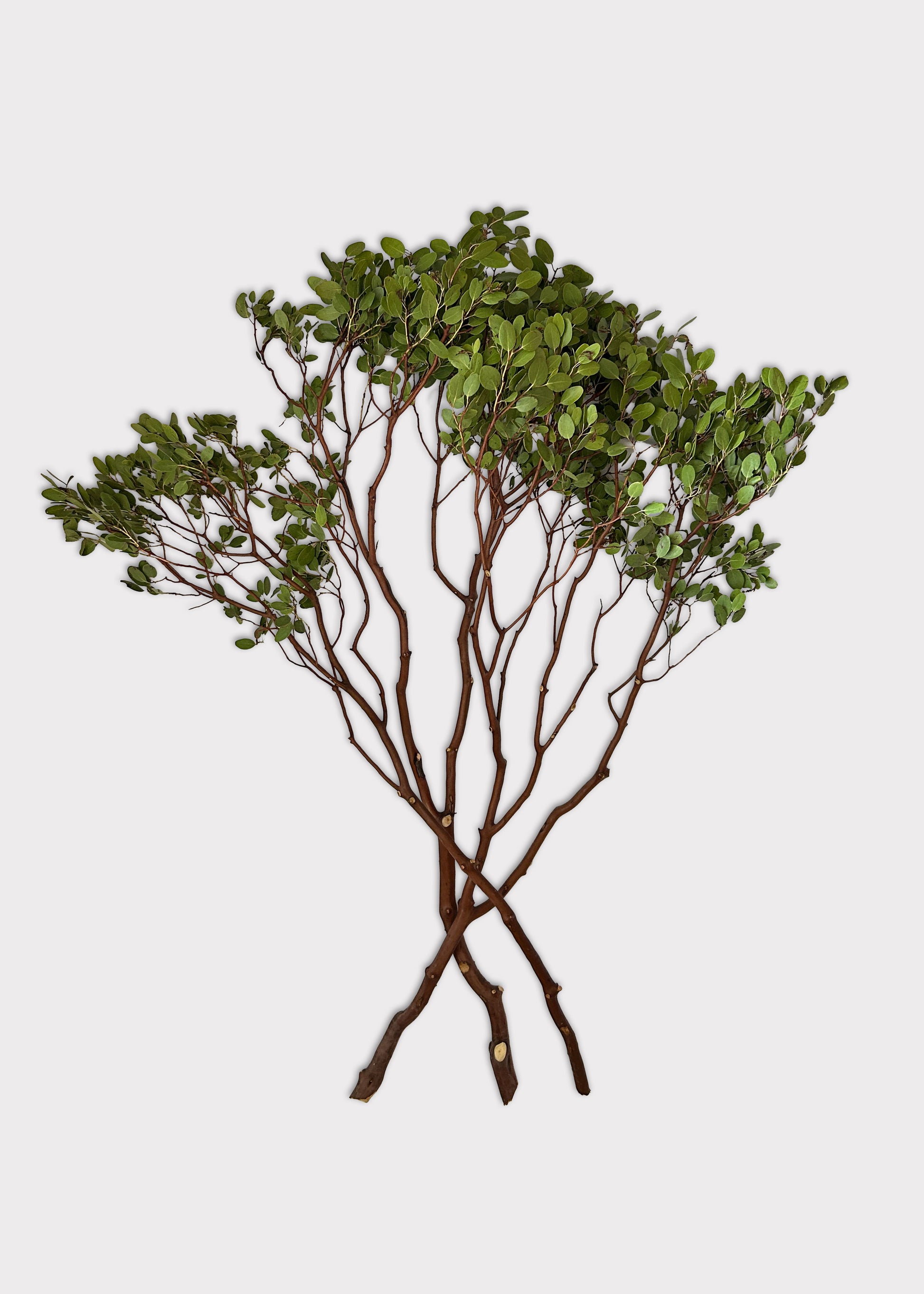 Fresh Manzanita Branches