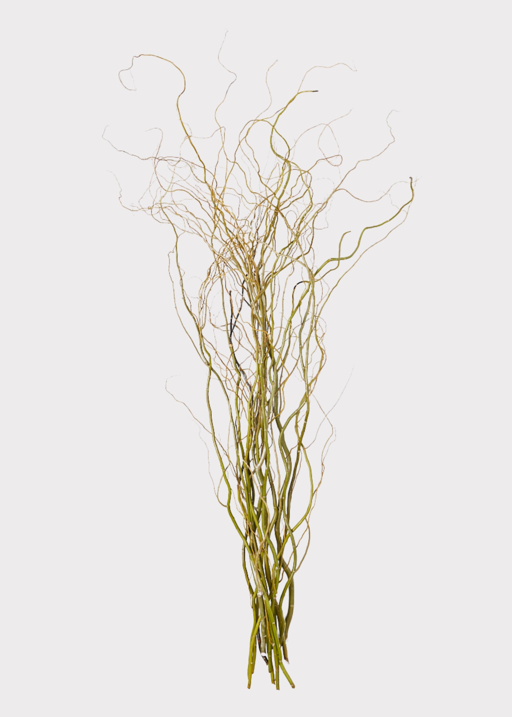 fresh-cut Curly Willow Branches