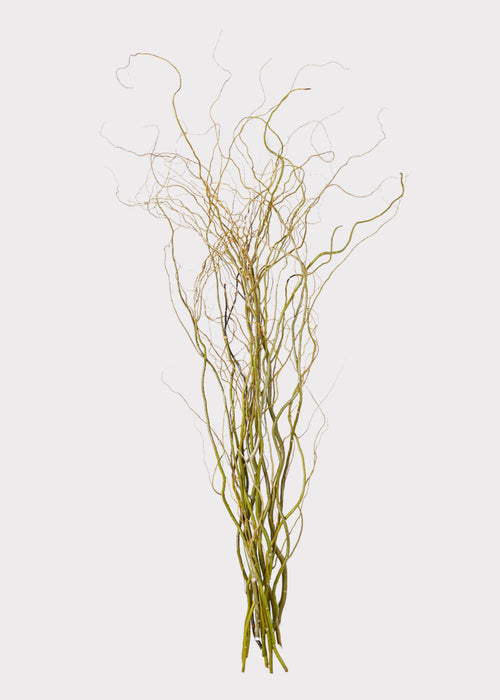 fresh-cut Curly Willow Branches