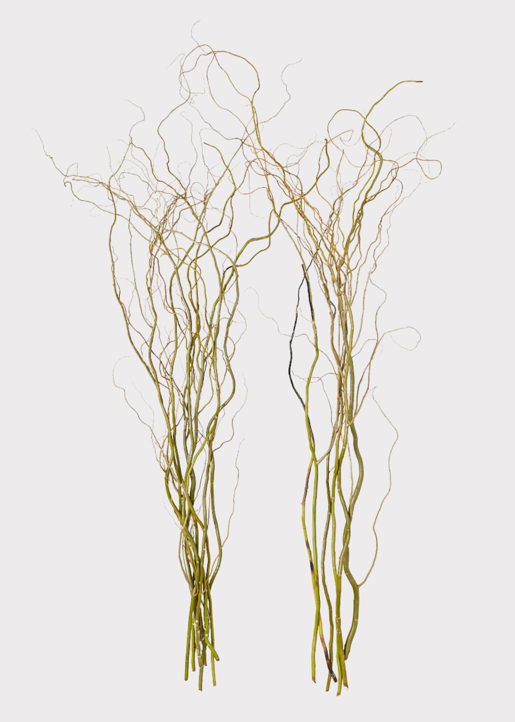 two bundles of fresh-cut Curly Willow Branches