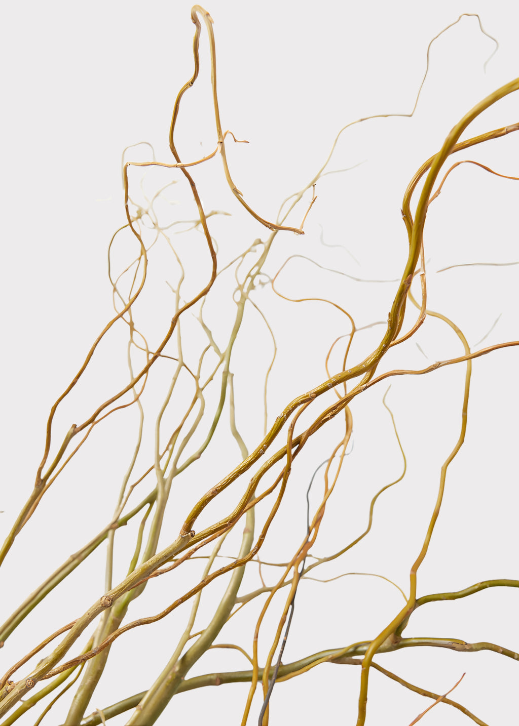 close-up of fresh-cut Curly Willow Branches