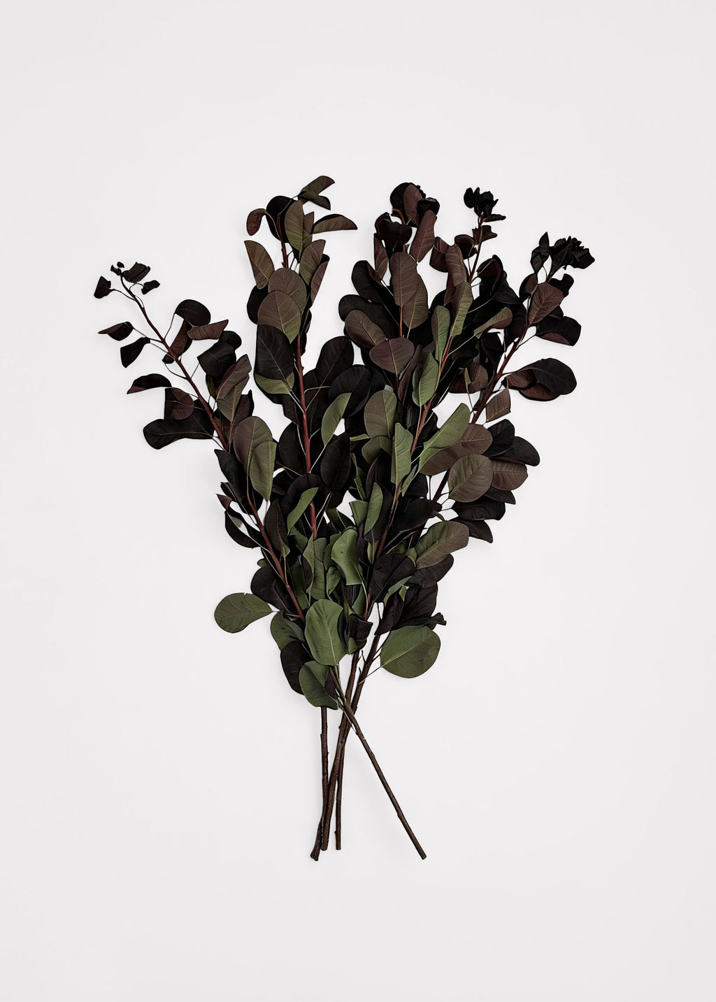 Cotinus Leaf Branch Bundle