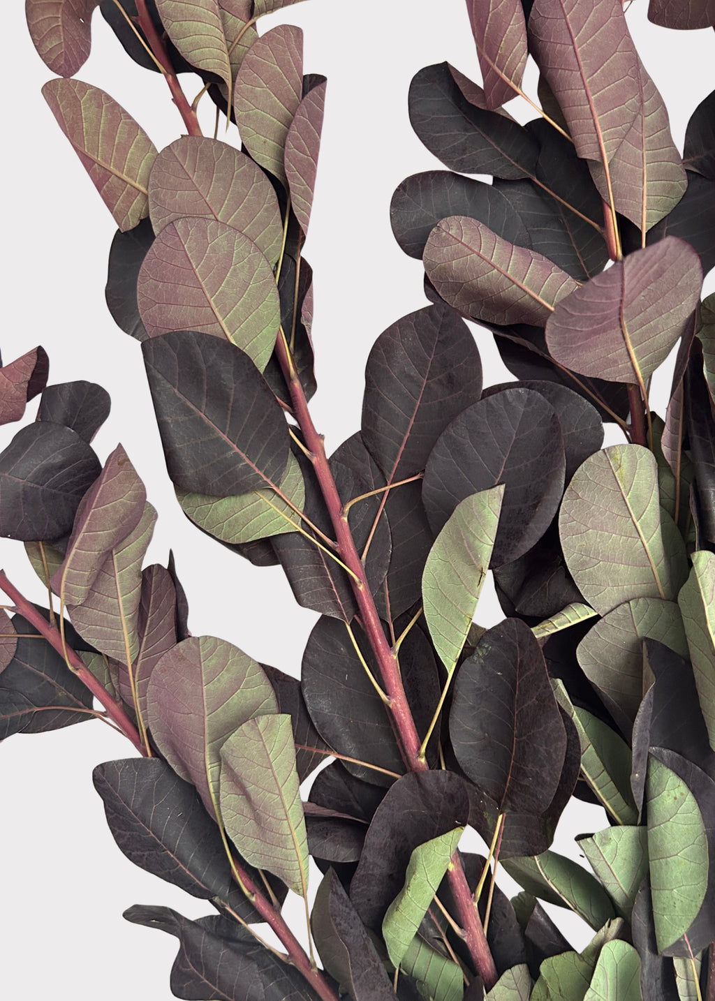 Close-up of Cotinus Leaves