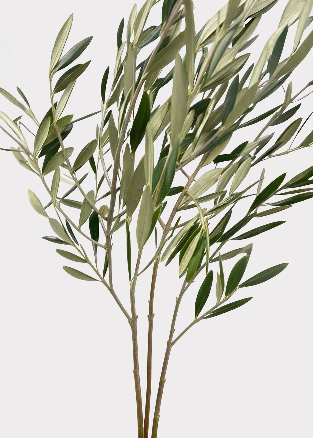 Fresh-cut Large Olive Leaf Branches