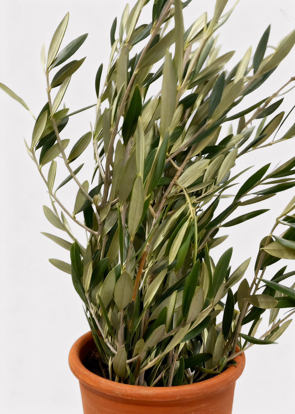 Fresh Olive Leaf Branches