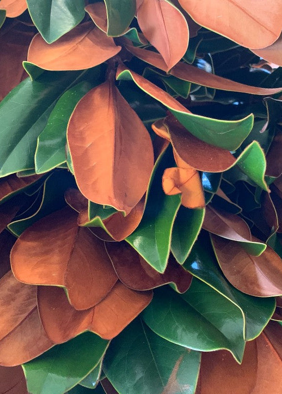 Close-up of fresh magnolia branches