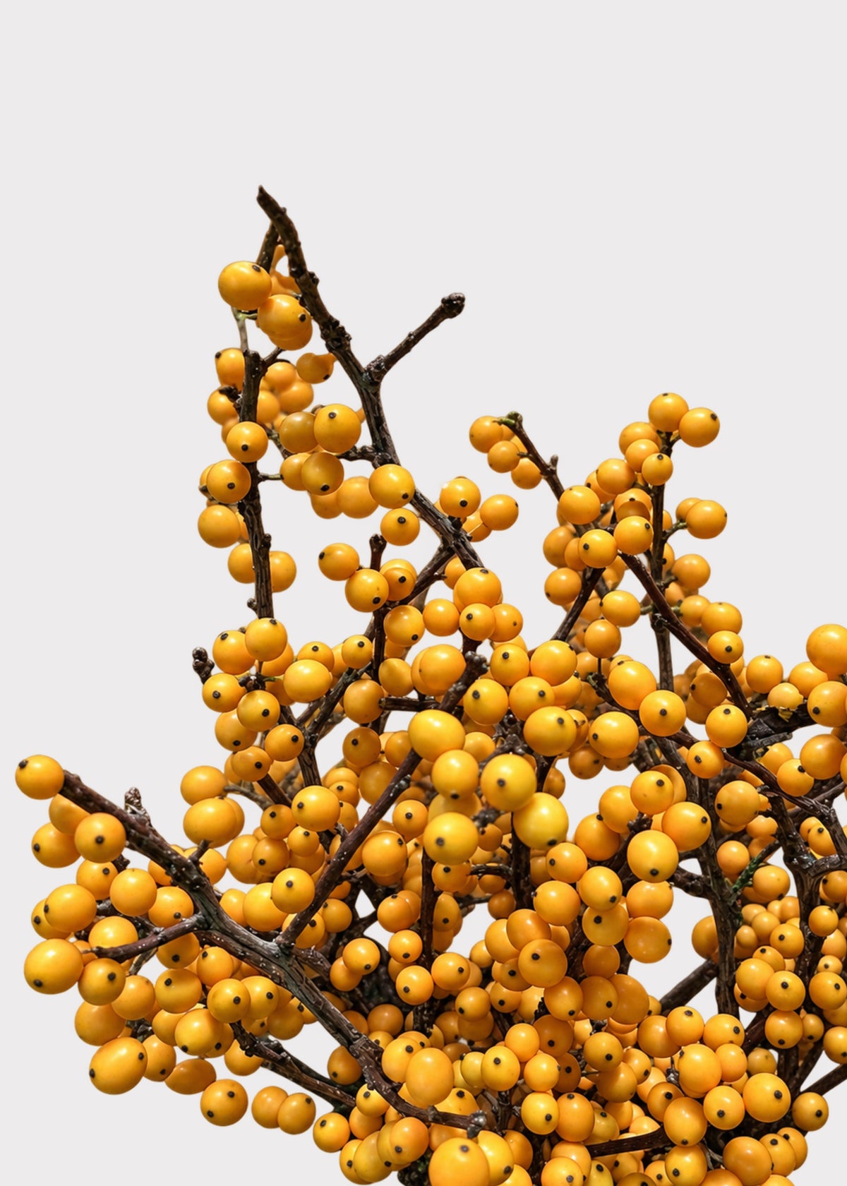 Fresh Ilex Berry Branches in Yellow Gold