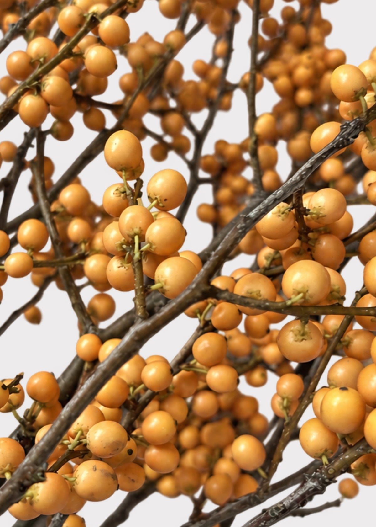 Close-up of Fresh Ilex Berry Branches in Yellow Gold