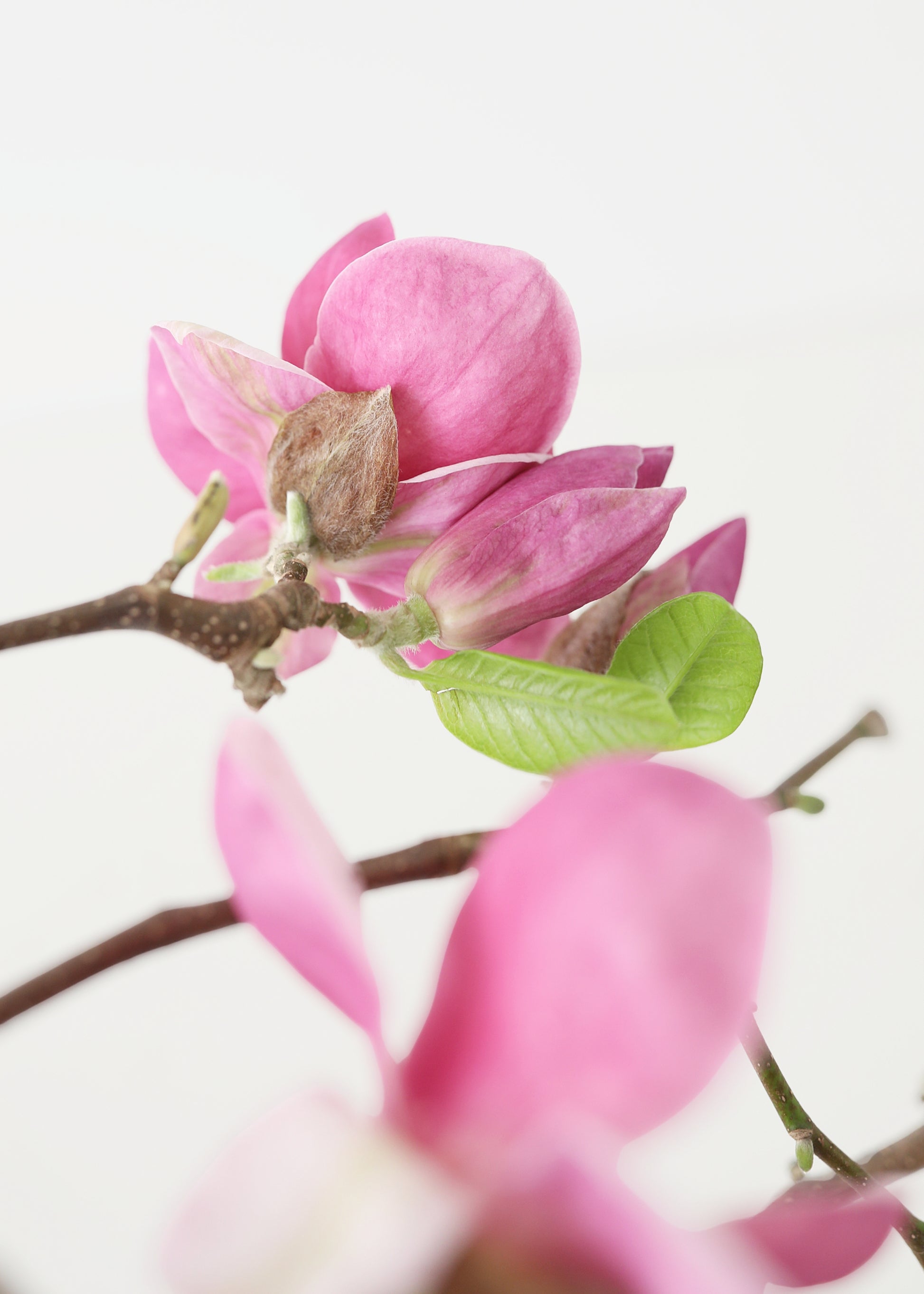 Close-up of fresh pink magnolia flowers