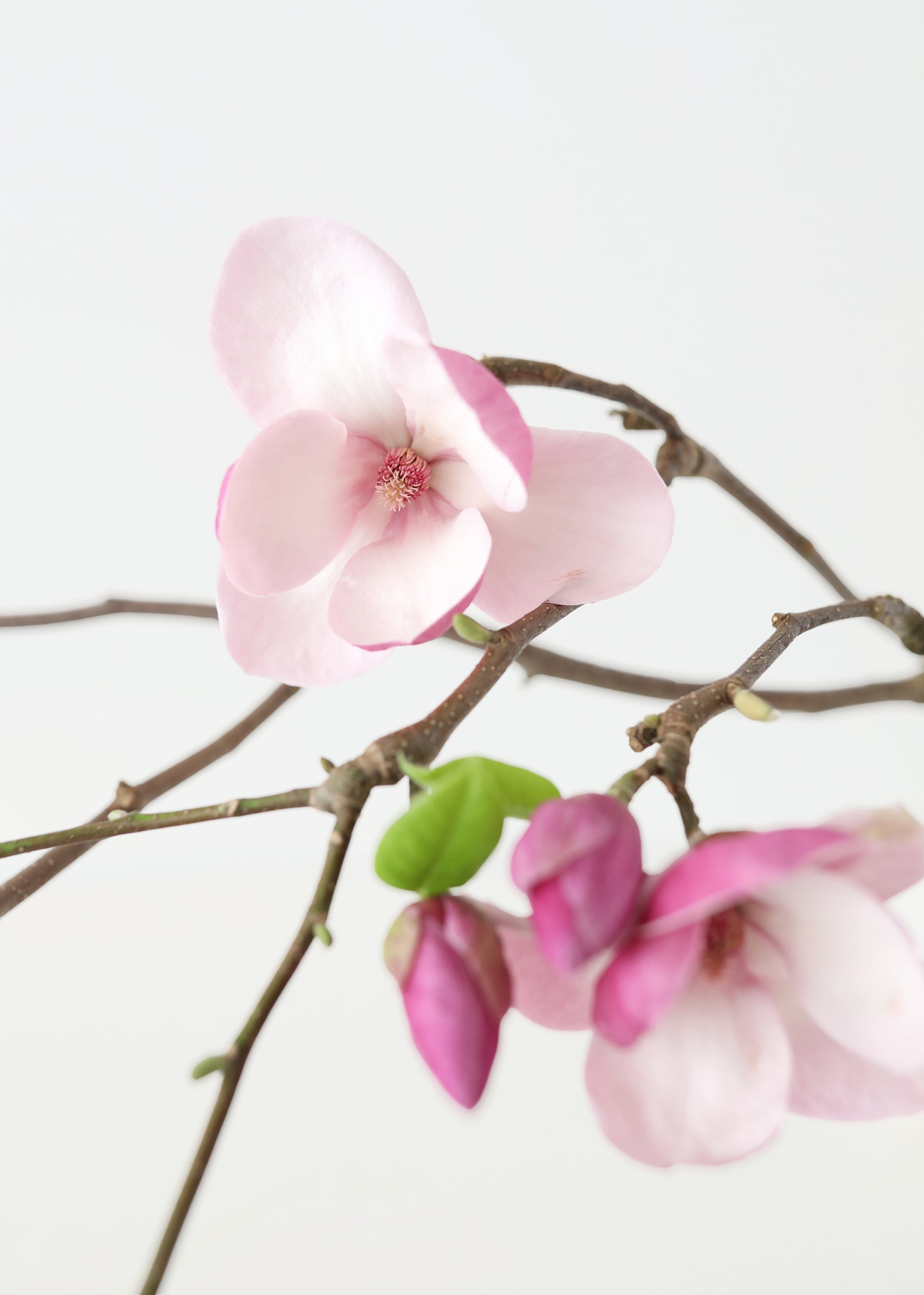 Close-up of pink magnolia flowers