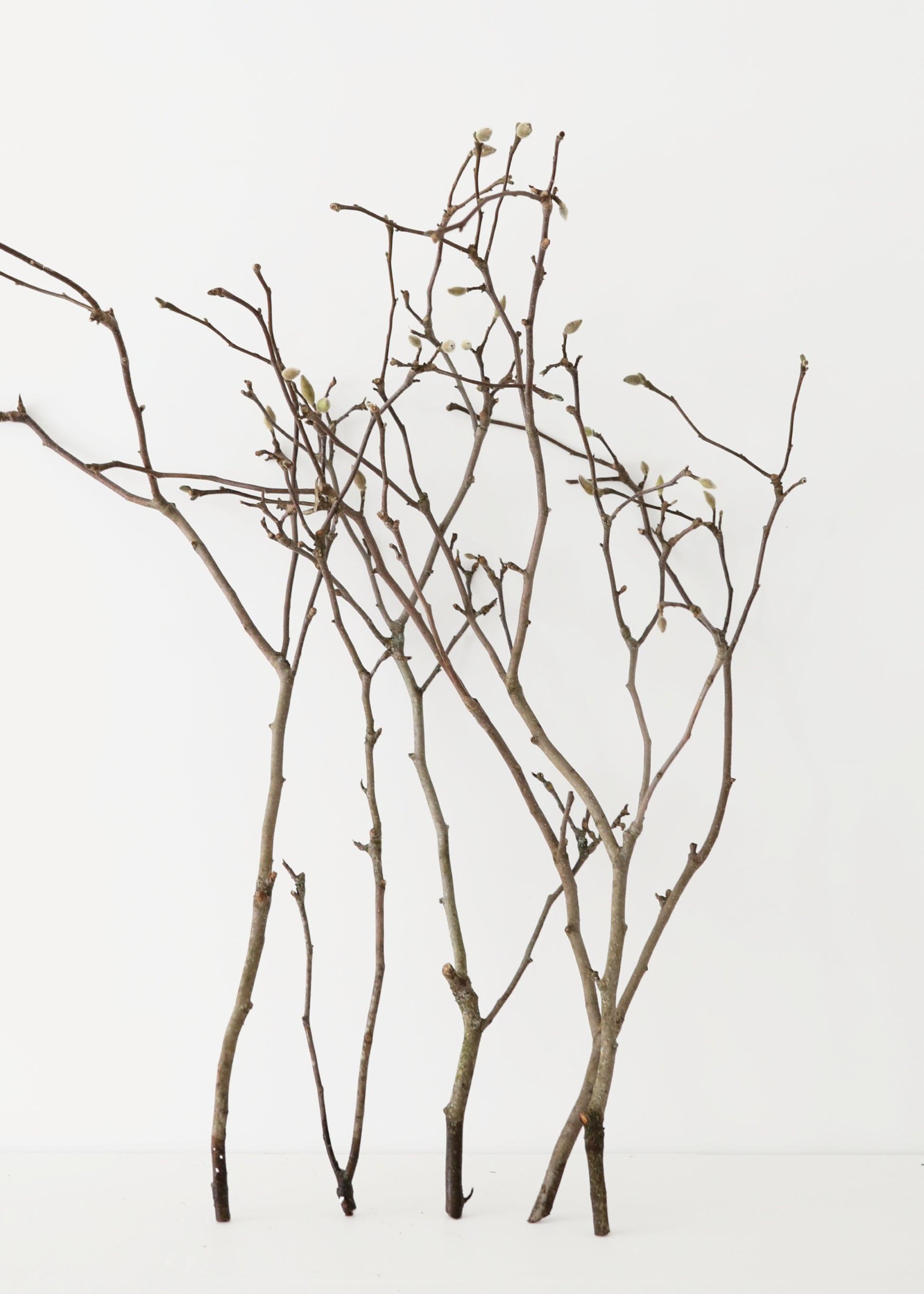 fresh magnolia ranches with flower buds