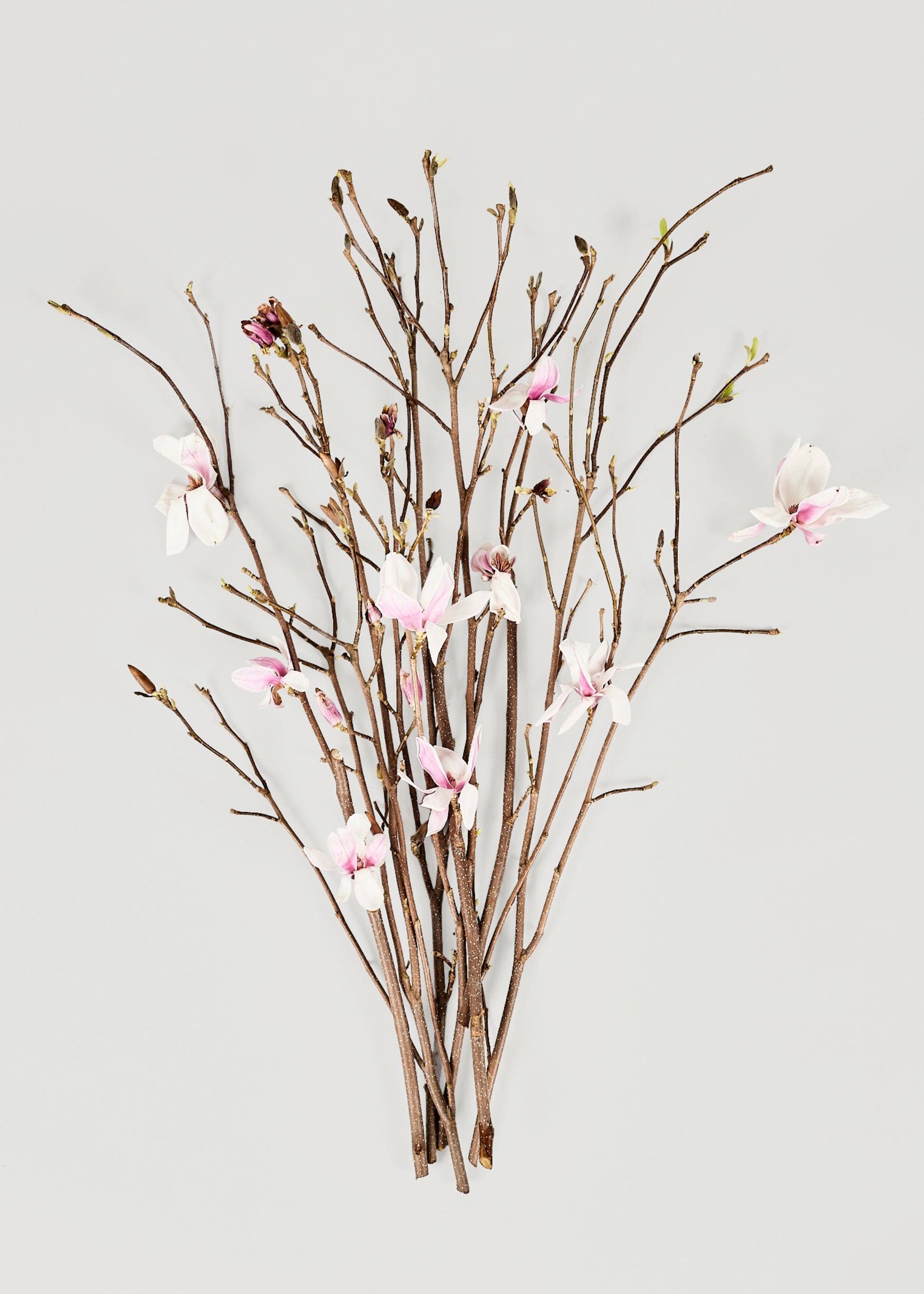 Bouquet of fresh magnolia branches 