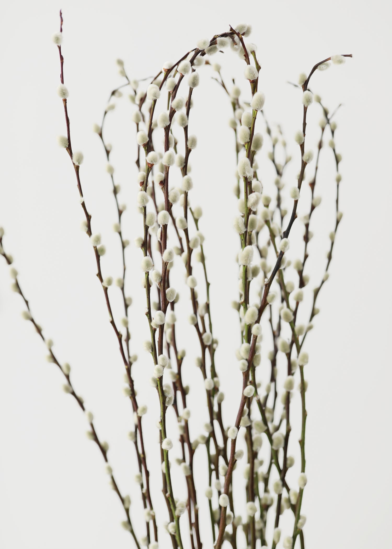 Willow branches 