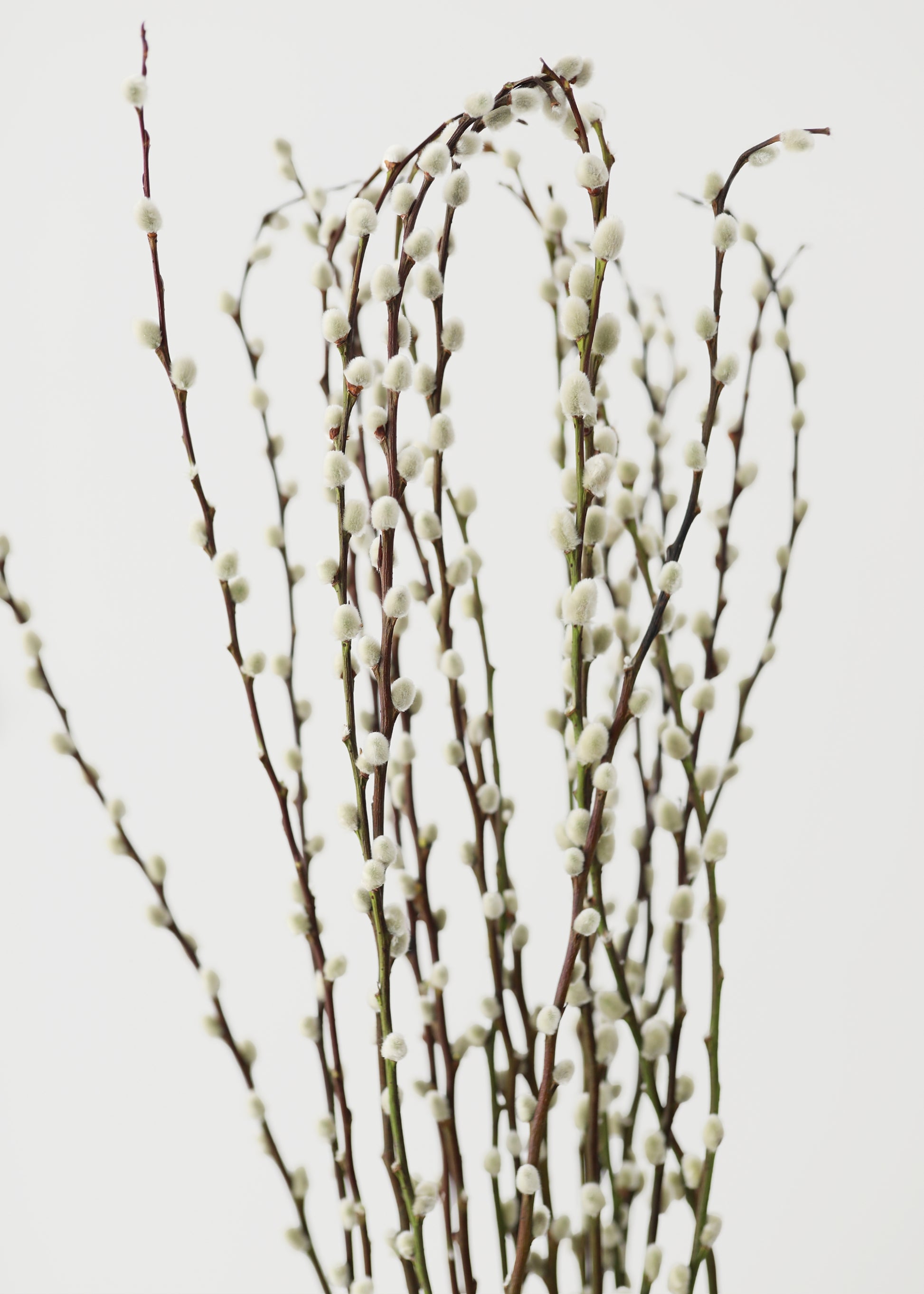 Willow branches 