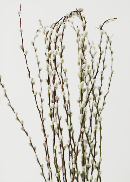 Willow branches 