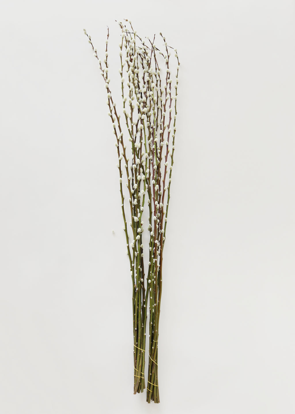 bunches of pussy willow branches
