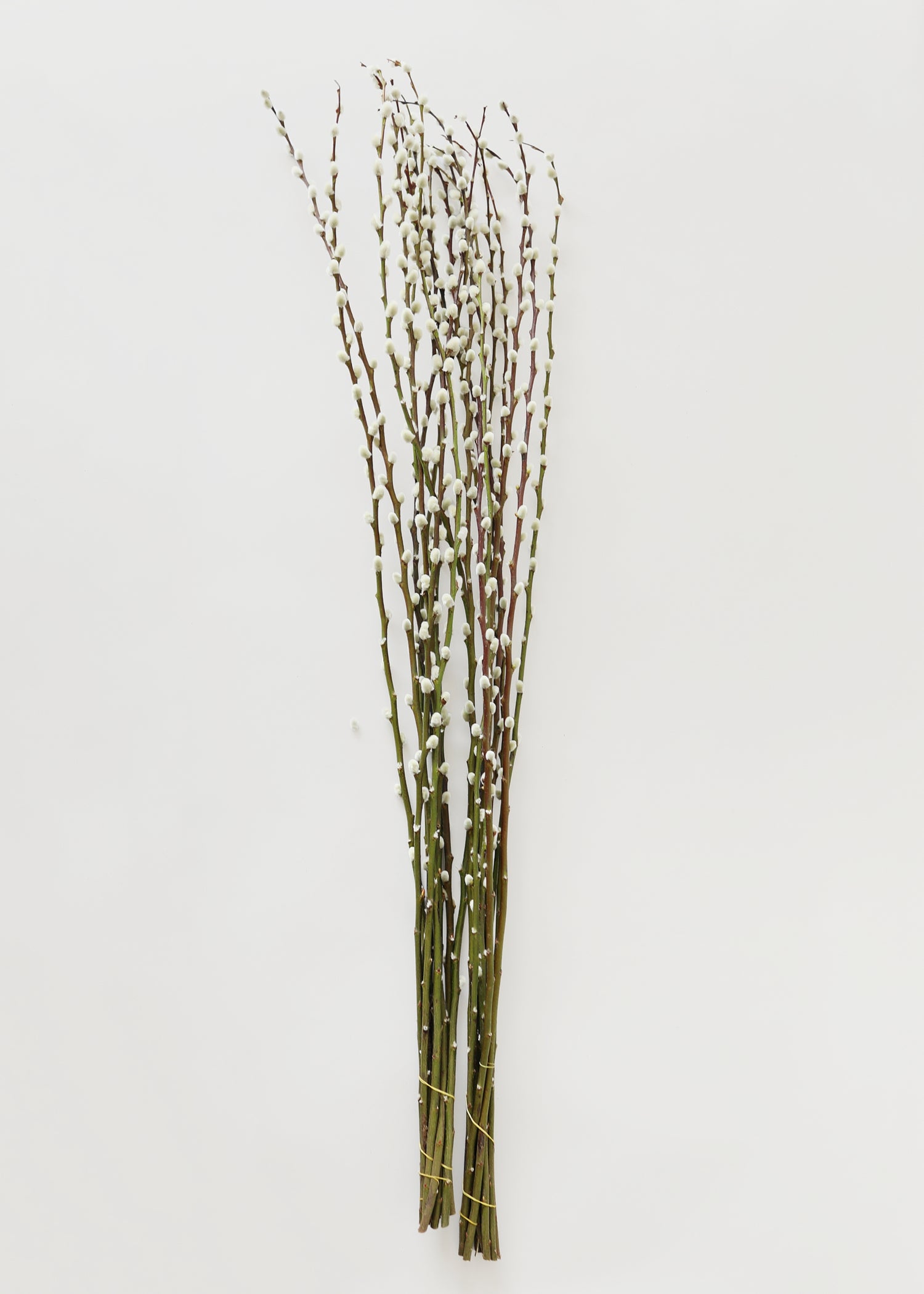 bunches of pussy willow branches