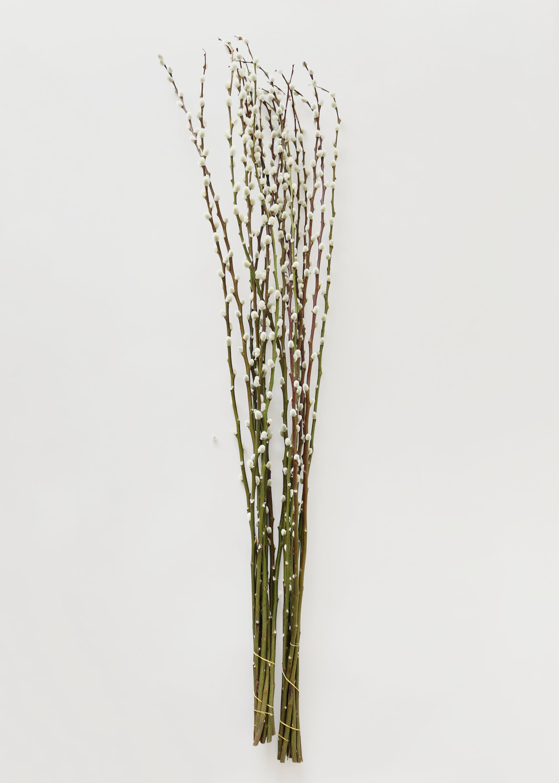 bunches of pussy willow branches