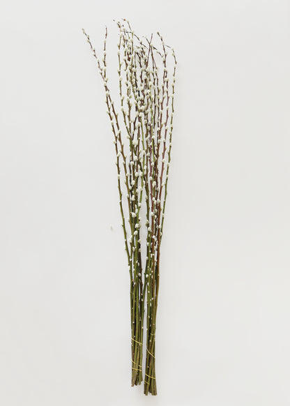 bunches of pussy willow branches