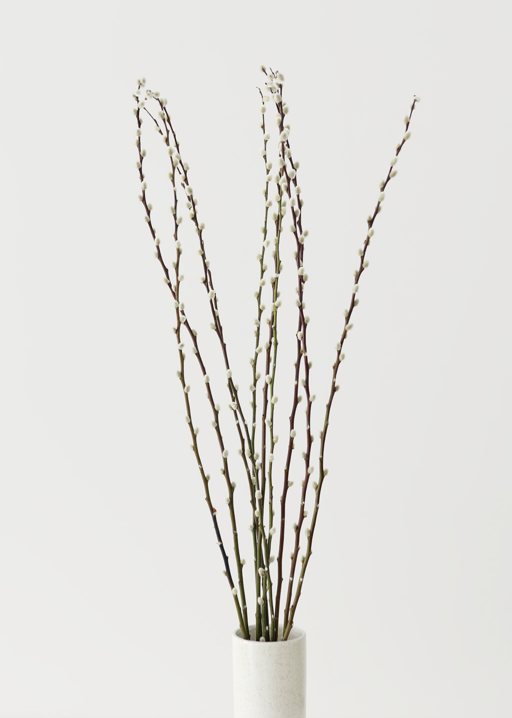 fresh pussy willow branches in a white vase 
