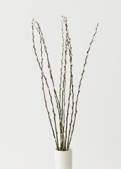 fresh pussy willow branches in a white vase 