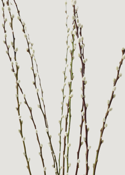 close up of fresh pussy willow branches