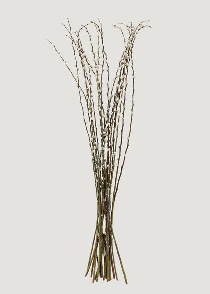 Bunch of fresh pussy willow branches 