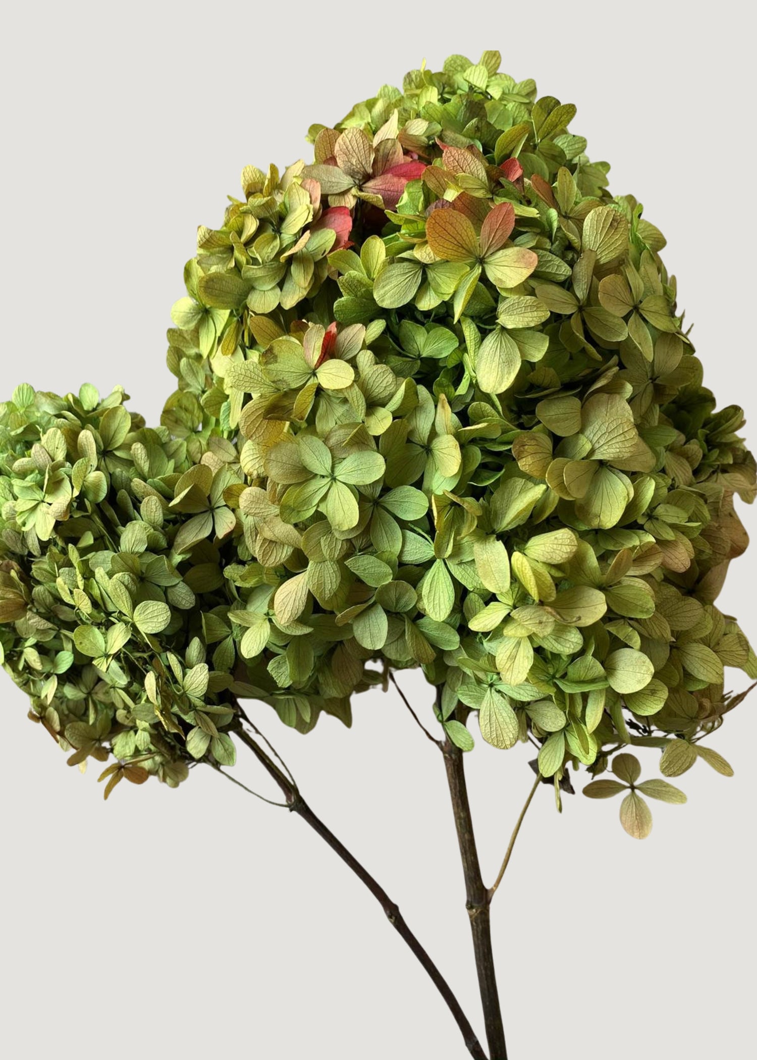 Basil Green Preserved Hydrangeas