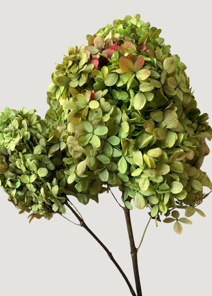 Basil Green Preserved Hydrangeas