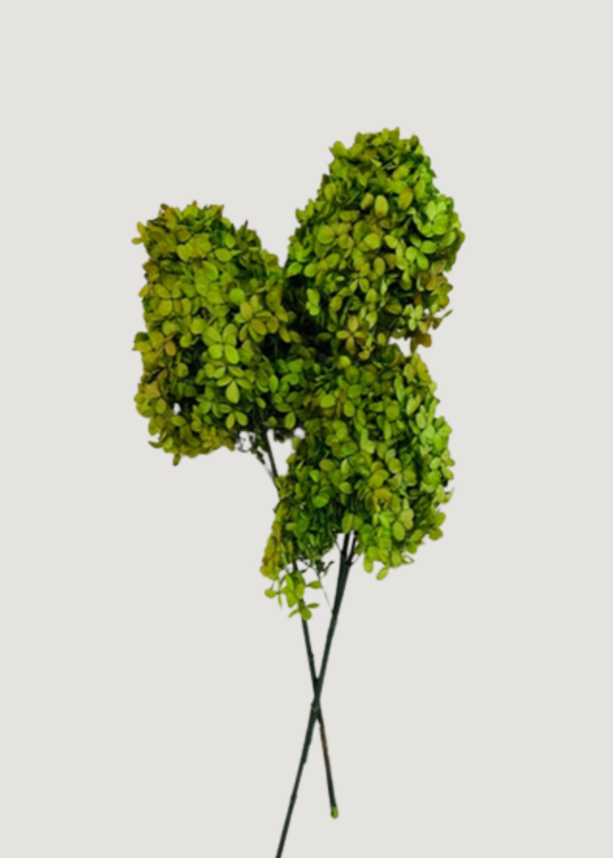 Green Preserved Hydrangeas
