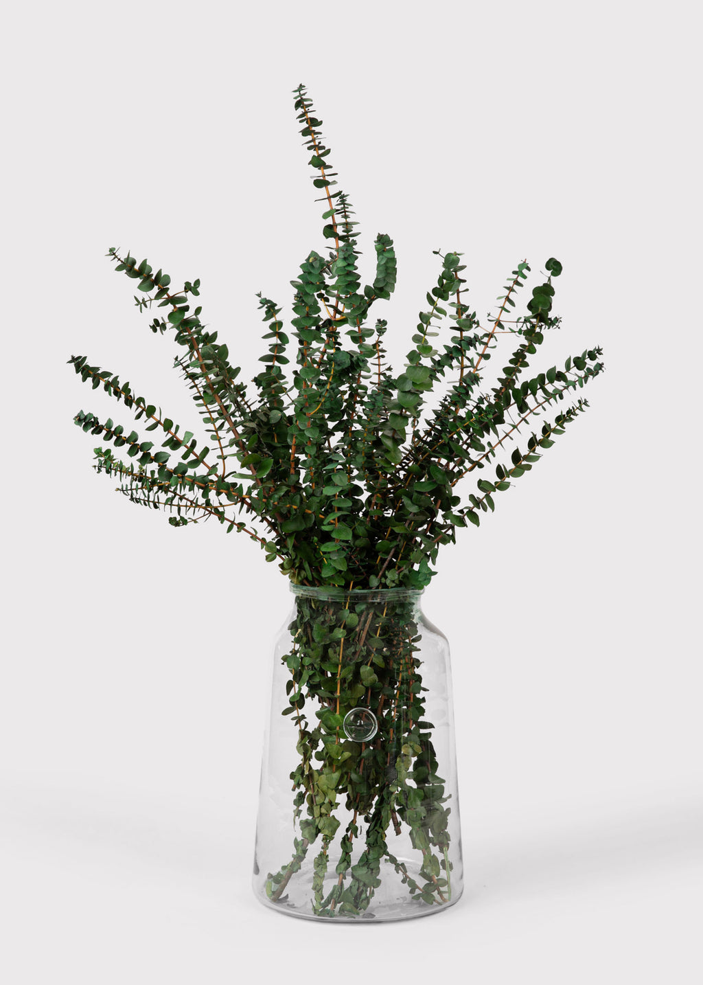 Preserved Eucalyptus 