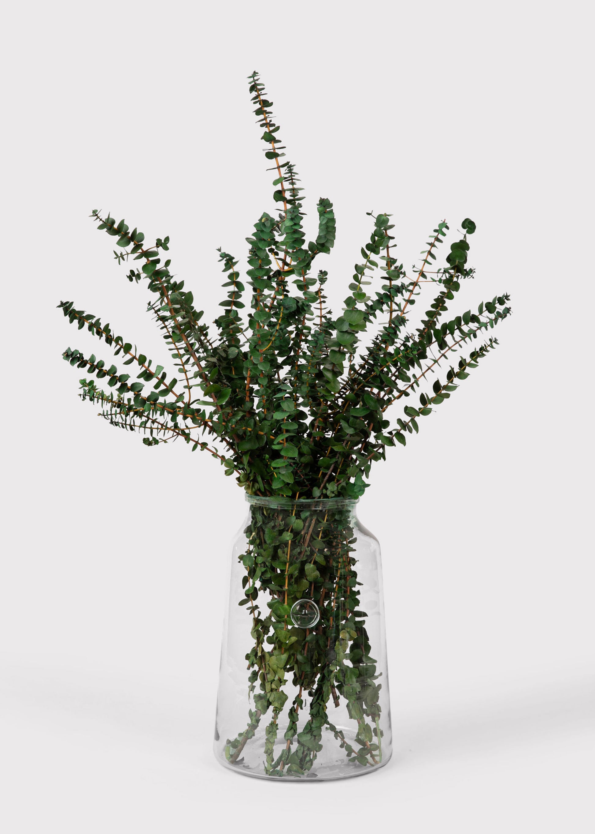 Preserved Eucalyptus 