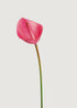 Pink real touch anthurium spray with glossy heart shaped bloom
