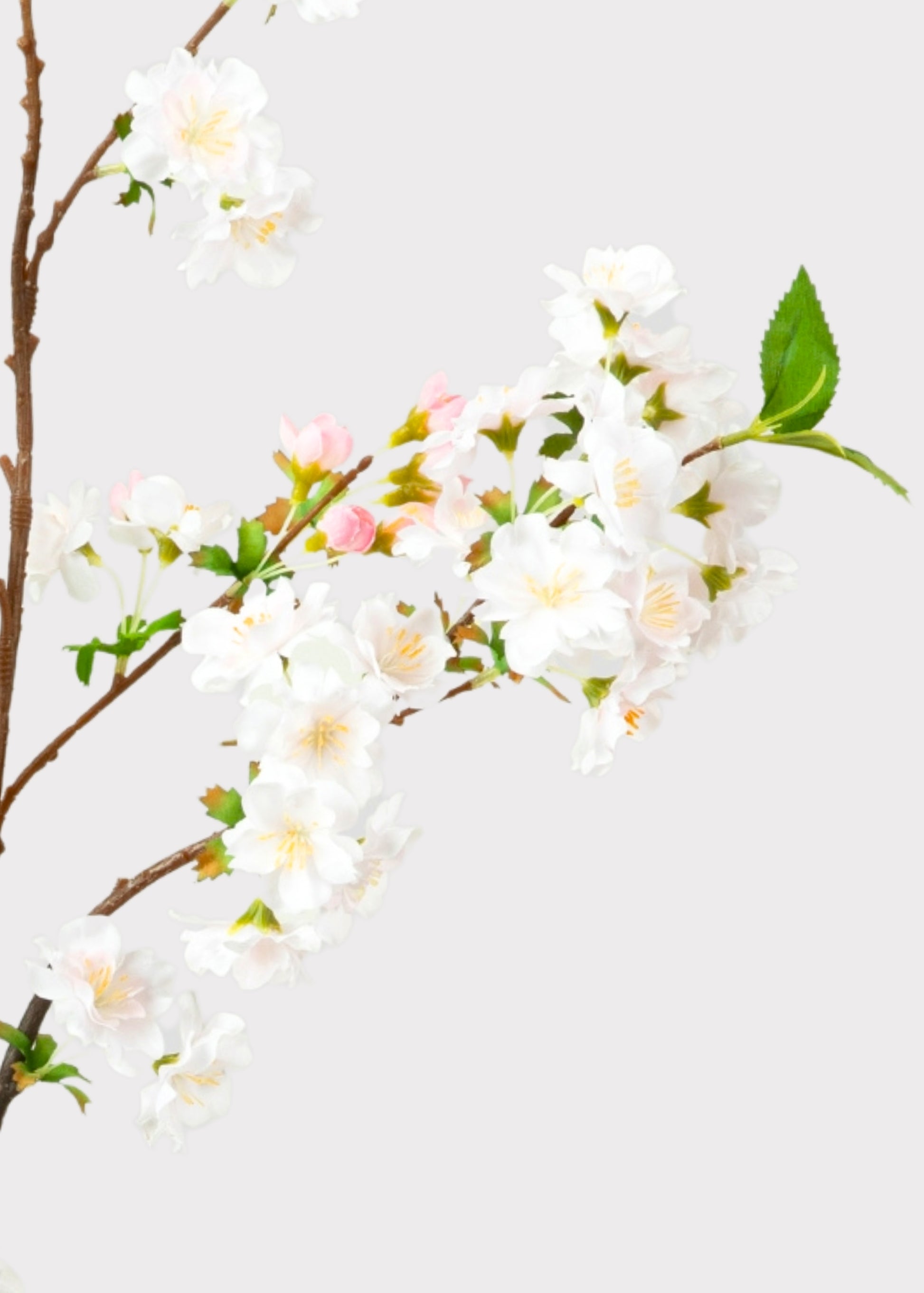 close-up of cream blush cherry blossom