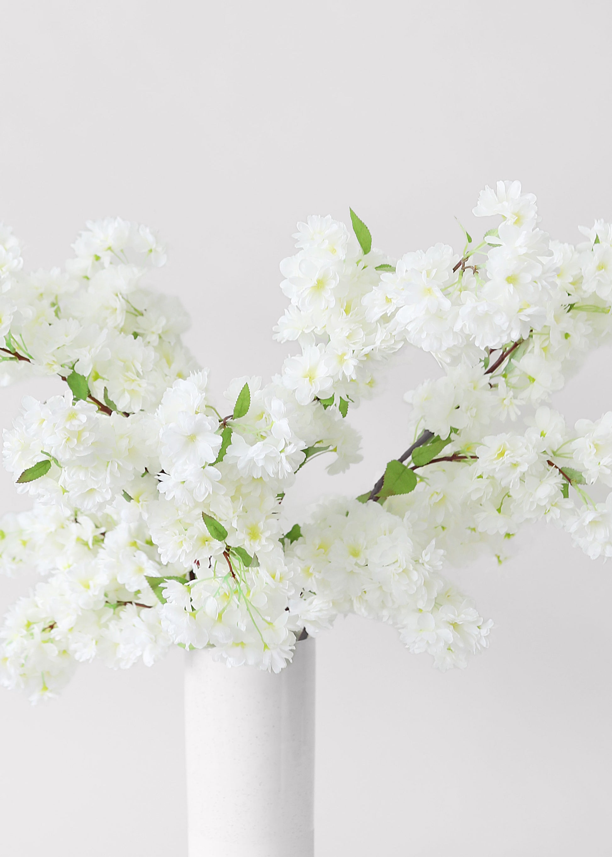 White cherry blossoms 