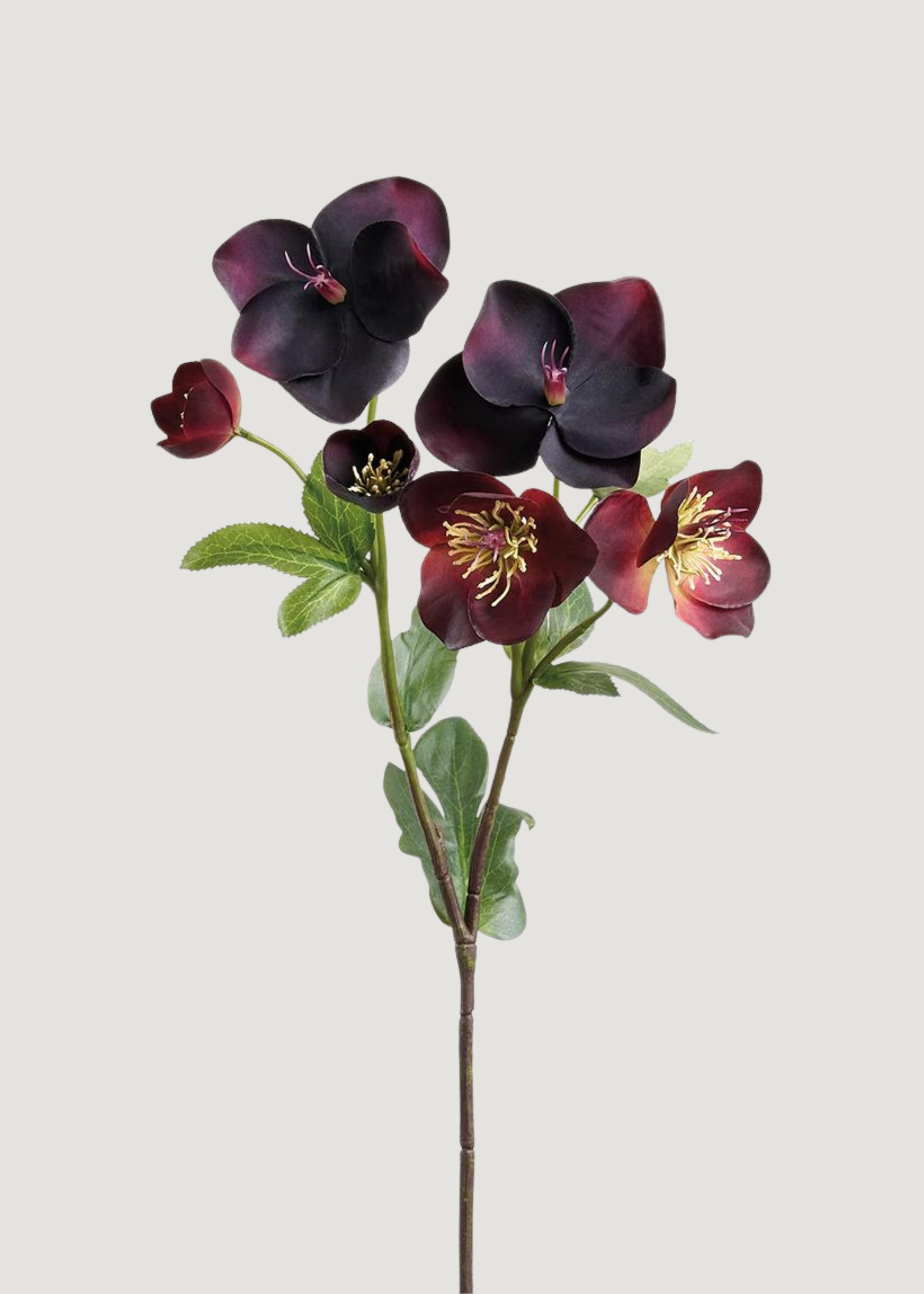 Plum Purple Real Touch Helleborus 