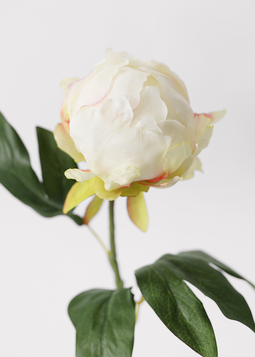 close-up of a white peony flower bud